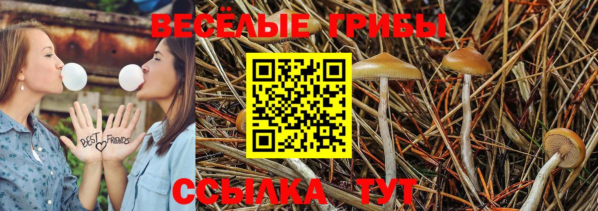 Псилоцибиновые грибы GOLDEN TEACHER Фурманов